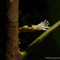 Agrostistachys indica Dalzell